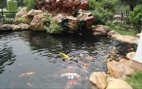 BB菌凈水石的特點(diǎn)和用法